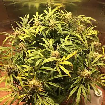 Big Bazooka > Anesia Seeds | Graines Féminisées  |  Indica